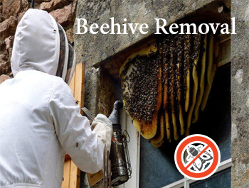 Beehive Removal in Bangladesh