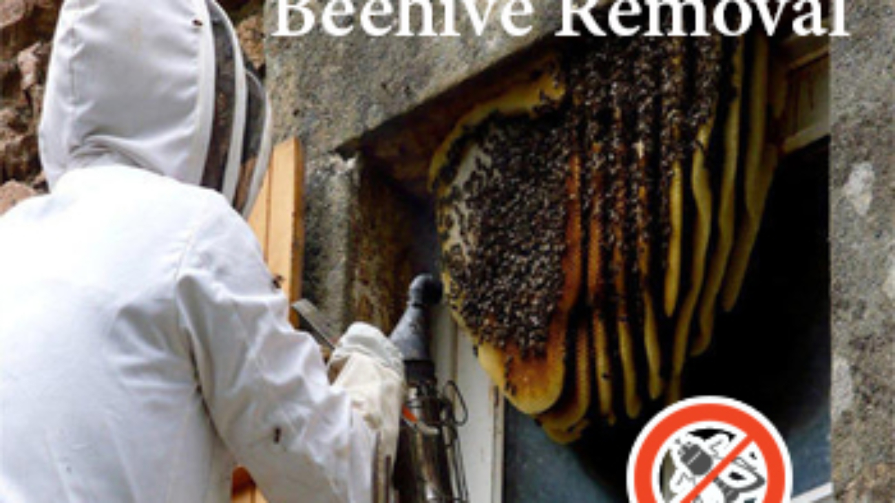 Beehive Removal in Dhaka