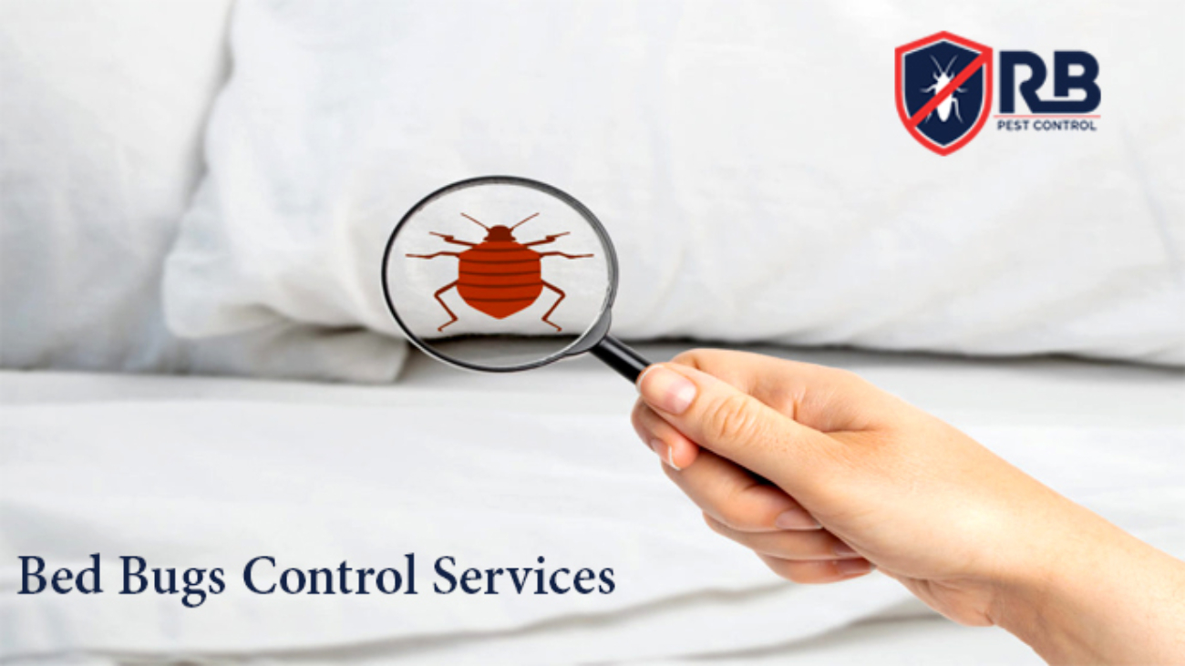 Bed Bugs Control in Dhaka-01911252054