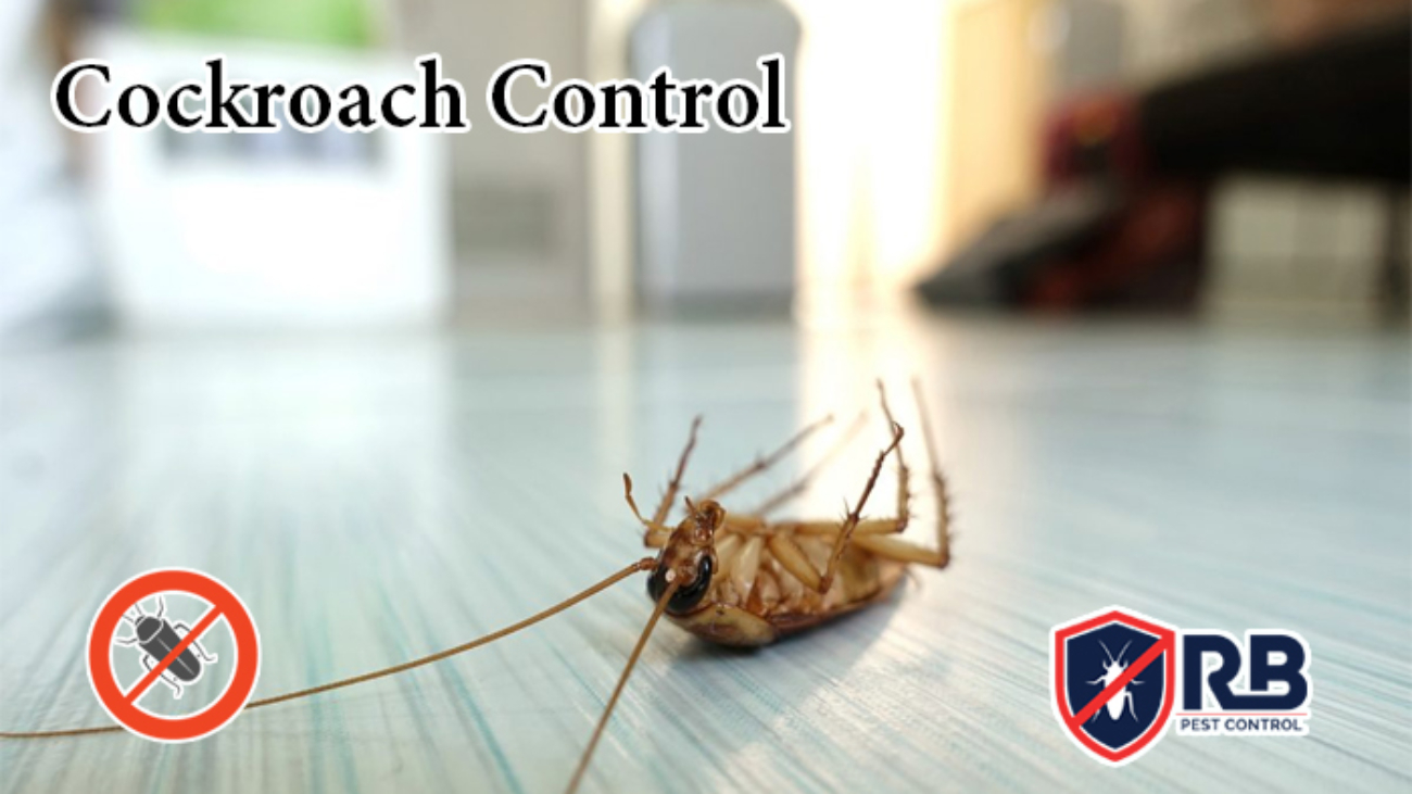 cockroach control in Dhaka -01911252054