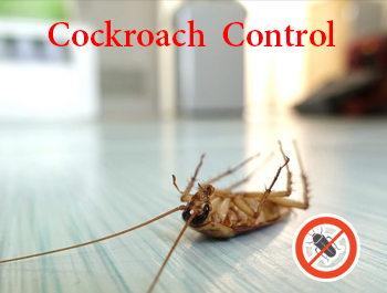 Cockroach control Service in Dhaka