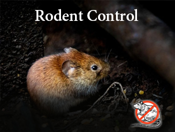Rodent control Service on Dhaka-01911252054
