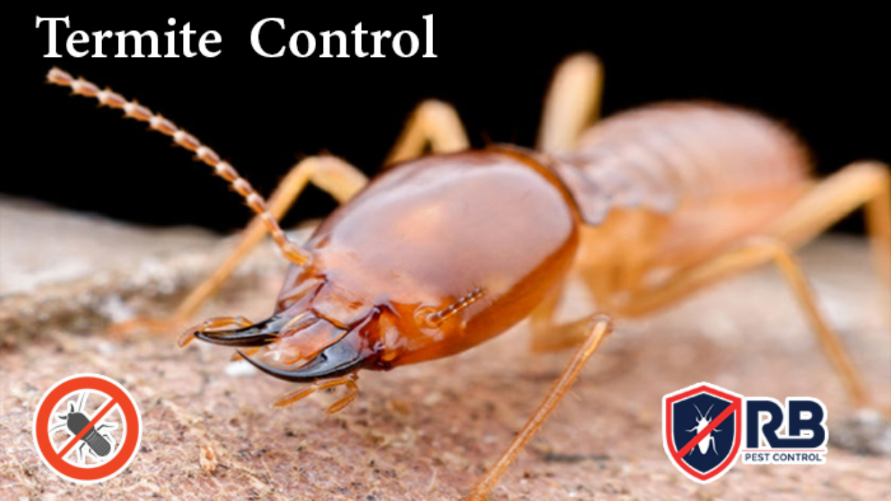 Termite control Service in Dhaka - 01911252054