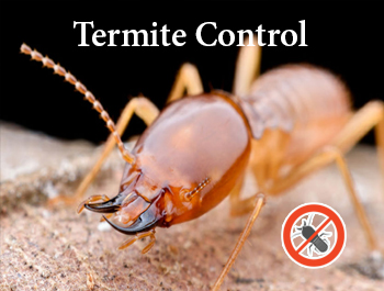 Termite control Service in Dhaka - 01911252054