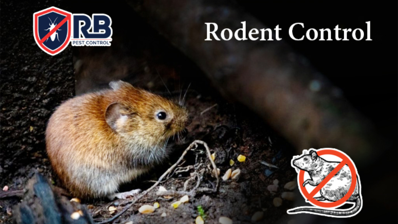 Rodent Control in Dhaka - 01911252054
