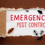cockroach control service bangladesh 1