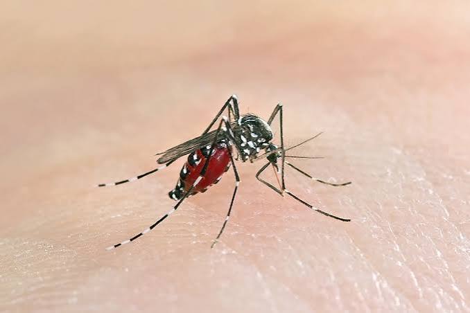 mosquito control service in bangladesh