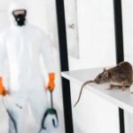 rodent control service 1