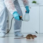 rodent control service2